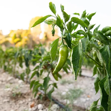 My House Urla * イズミル