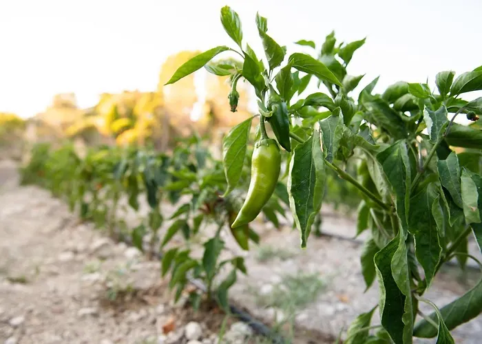 My House Urla * Smirne